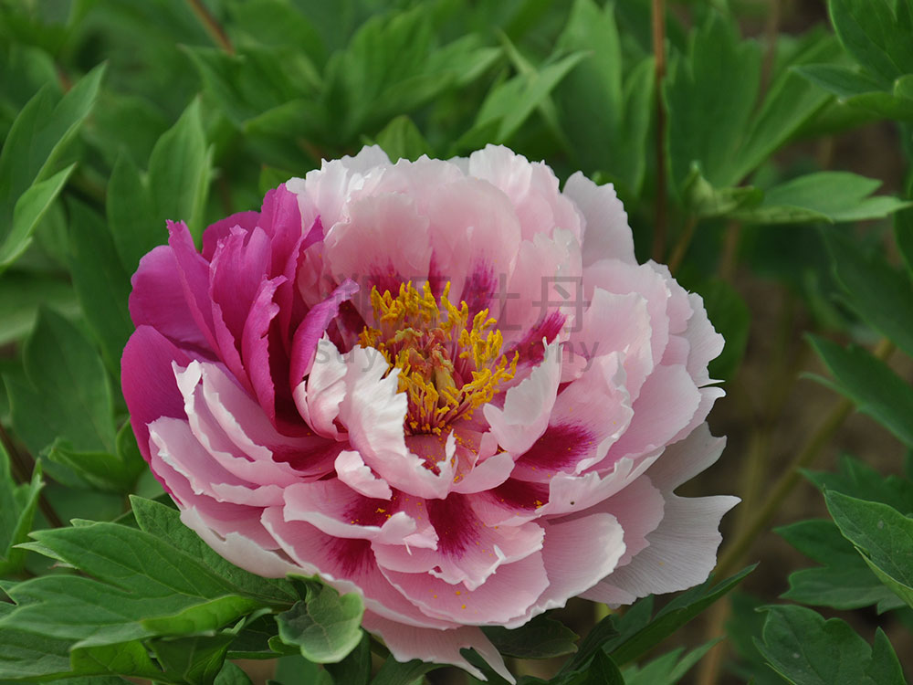 牡丹復(fù)色系-花二喬