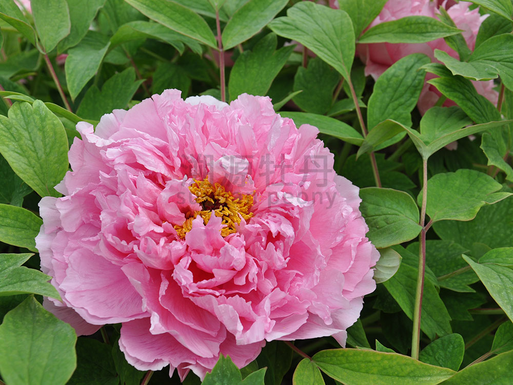 牡丹粉色系-肉芙蓉