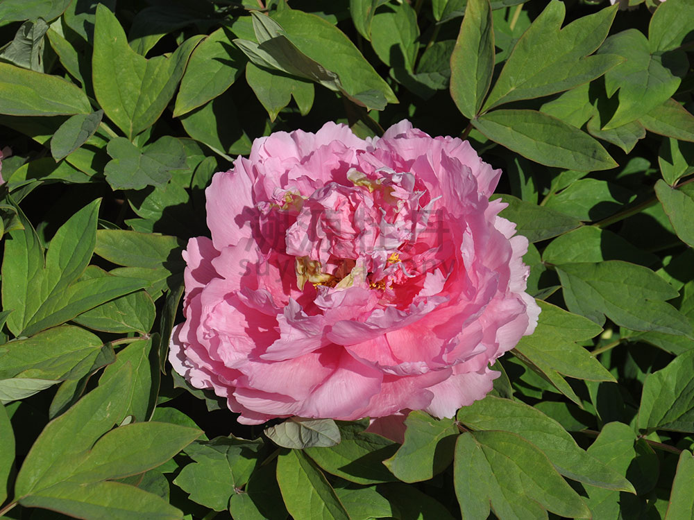 牡丹粉色系-桃紅飛翠