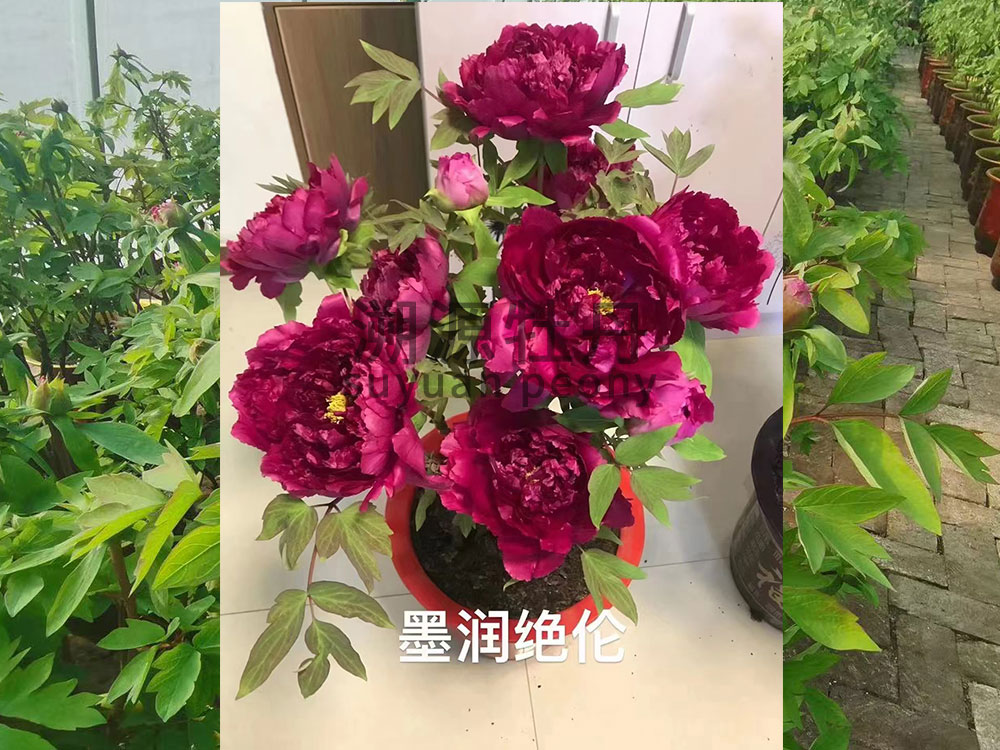 催花牡丹墨潤(rùn)絕倫