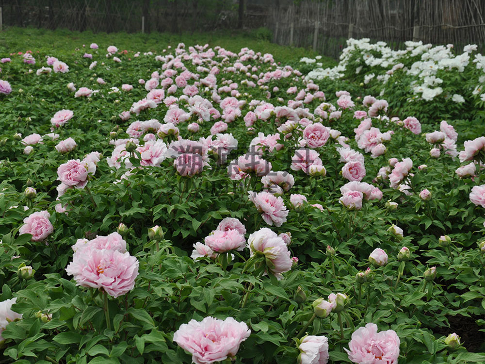 牡丹園園藝工程展示
