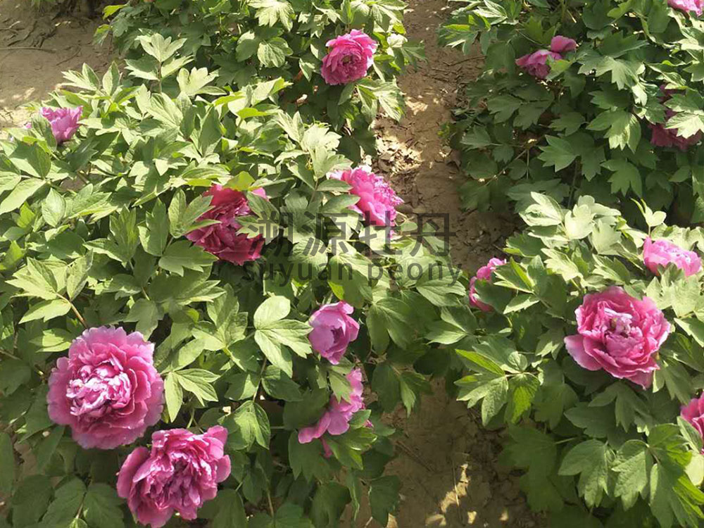 牡丹園園藝工程展示