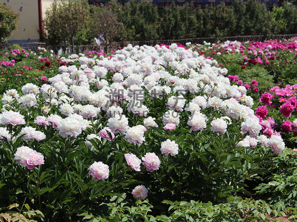 牡丹園園藝工程展示