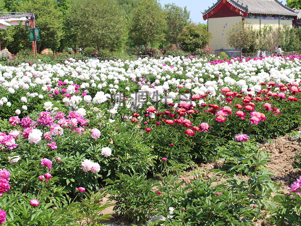 牡丹園園藝工程展示