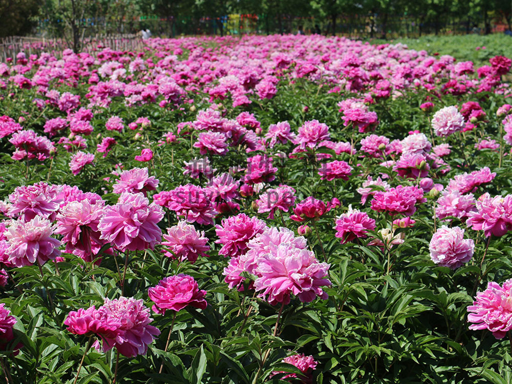 牡丹園園藝工程展示